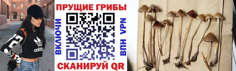 Галлюциногенные грибы MAGIC MUSHROOMS  мега tor  Саратов 